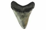 Juvenile Megalodon Tooth - South Carolina #164952-2
